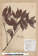 Neolitsea aciculata (Blume) Koidz. var. variabillima (Hayata) J. C. Liao 變葉新木薑子