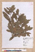 Litsea hypophaea Hayata 小梗木薑子(黃肉樹)