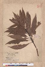 Actinodaphne nantoensis (Hayata) Hayata 南投黃肉楠