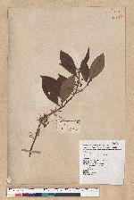 Litsea morrisonensis Hayata 玉山木薑子