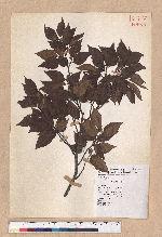 Fagus hayatae Palib. 臺灣山毛櫸