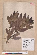 Pasania formosana (Skan) Schott. 臺灣柯