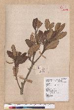 Cyclobalanopsis championii (Benth.) Oerst. ex Schott. 嶺南椆