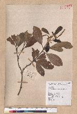 Cyclobalanopsis championii (Benth.) Oerst. ex Schott. 嶺南椆