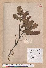 Cyclobalanopsis championii (Benth.) Oerst. ex Schott. 嶺南椆