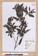 Litsea cubeba (Lour.) Persoon 山胡椒