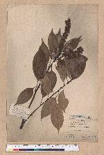 Lithocarpus rhombocarpa (Hayata) Hayata