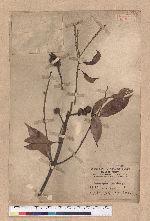 Lithocarpus rhombocarpa (Hayata) Hayata