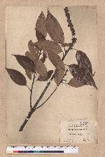 Lithocarpus rhombocarpa (Hayata) Hayata