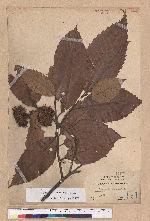 Castanopsis indica (Roxb.) A. DC. 印度栲