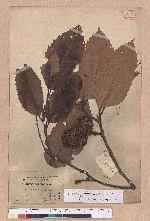 Castanopsis indica (Roxb.) A. DC. 印度栲