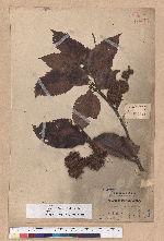 Castanopsis indica (Roxb.) A. DC. 印度栲