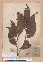 Castanopsis indica (Roxb.) A. DC. 印度栲