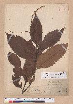 Castanopsis indica (Roxb.) A. DC. 印度栲