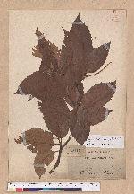 Castanopsis indica (Roxb.) A. DC. 印度栲