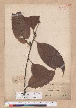 Castanopsis indica (Roxb.) A. DC. 印度栲