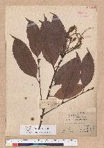 Castanopsis indica (Roxb.) A. DC. 印度栲