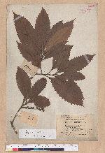 Castanopsis indica (Roxb.) A. DC. 印度栲