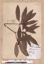 Litsea acuminata (Blume) Kurata 長葉木薑子
