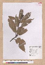 Pasania harlandii (Hance) Oersted 短尾柯