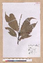 Pasania harlandii (Hance) Oersted 短尾柯
