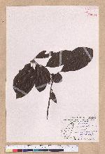 Litsea acuminata (Blume) Kurata 長葉木薑子