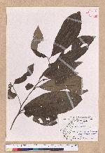 Litsea akoensis Hayata 屏東木薑子