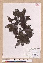Litsea coreana H. Levl. 鹿皮斑木薑子