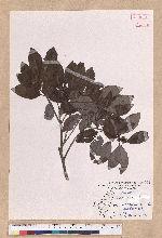 Litsea coreana H. Levl. 鹿皮斑木薑子