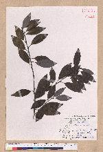 Litsea coreana H. Levl. 鹿皮斑木薑子