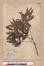 Cyclobalanopsis hypophaea (Hayata) Kudo 灰背櫟