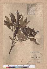 Cyclobalanopsis hypophaea (Hayata) Kudo 灰背櫟