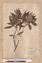 Cyclobalanopsis hypophaea (Hayata) Kudo 灰背櫟