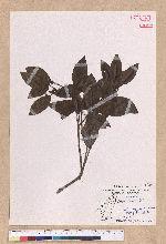Litsea coreana H. Levl. 鹿皮斑木薑子