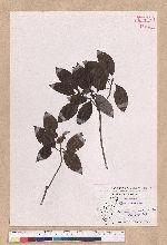 Litsea coreana H. Levl. 鹿皮斑木薑子