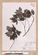 Litsea coreana H. Levl. 鹿皮斑木薑子