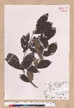 Litsea akoensis Hayata 屏東木薑子