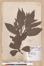 Machilus japonica Siebold et Zucc. var. kusanoi (Hayata) Liao 大葉楠