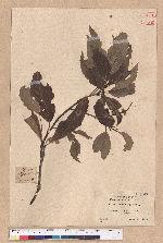 Castanopsis formosana (Skan) Hayata 臺灣栲