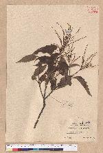 Castanopsis formosana (Skan) Hayata 臺灣栲