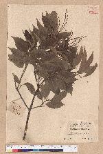 Castanopsis formosana (Skan) Hayata 臺灣栲