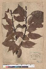 Lithocarpus brevicaudatus (Skan) Hayata 短尾葉石櫟