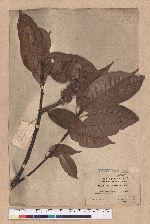 Lithocarpus brevicaudatus (Skan) Hayata 短尾葉石櫟