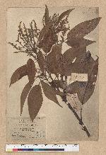Lithocarpus brevicaudatus (Skan) Hayata 短尾葉石櫟