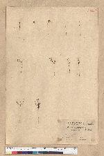 Pinus taiwanensis Hayata 臺灣二葉松