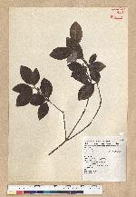 Neolitsea buisanensis Yamamoto & Kamikoti 武威山新木薑子
