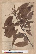 Lithocarpus brevicaudatus (Skan) Hayata 短尾葉石櫟