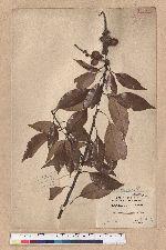 Pasania synbalanos (Hance) Schottky 菱果石櫟