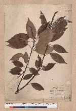 Pasania synbalanos (Hance) Schottky 菱果石櫟