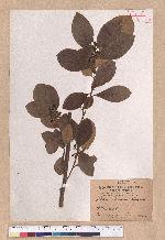 Litsea akoensis Hayata 屏東木薑子